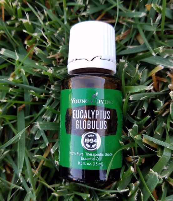 15ml Eucalyptus Globulus