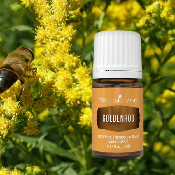 5ml Goldenrod